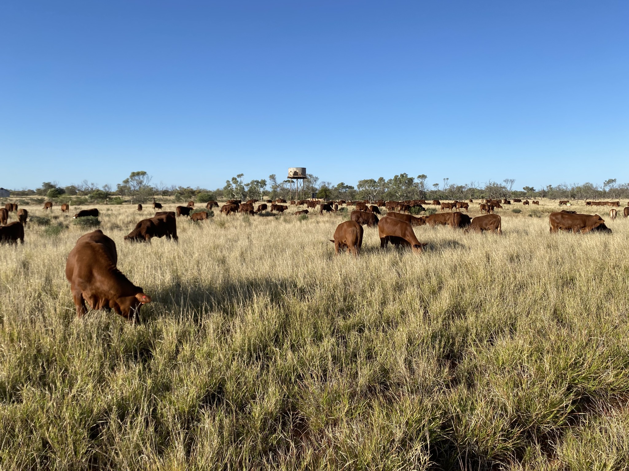 Droughtmaster breeders sow seeds of success on Lyndon Station ...